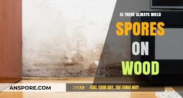 Are Mold Spores Always Present on Wood? Uncovering the Truth