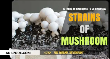 Commercial Mushroom Strains: Unlocking Benefits for Growers and Consumers Alike
