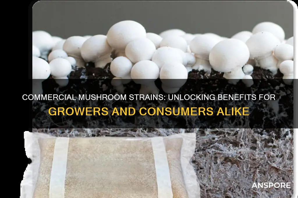 is there an advantage to commercial strains of mushrooms