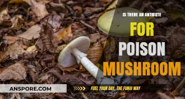 Poison Mushroom Antidote: Myth or Reality? Exploring Treatment Options