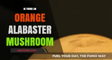 Exploring the Myth: Does an Orange Alabaster Mushroom Exist?