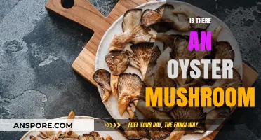 Oyster Mushrooms: Where to Find and How to Grow