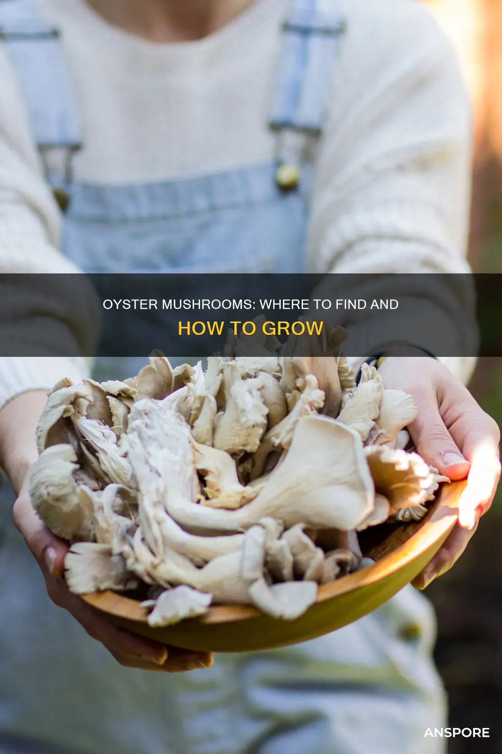 is there an oyster mushroom