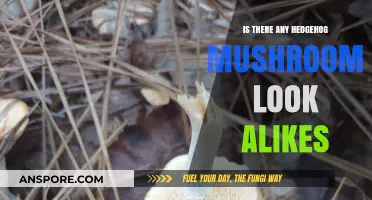 Hedgehog Mushroom Look-Alikes: Identifying Similar Fungi in the Wild