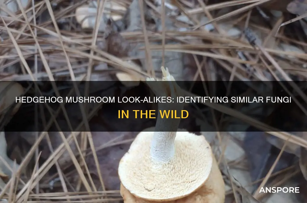 is there any hedgehog mushroom look alikes