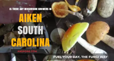 Exploring Aiken, SC: Are There Local Mushroom Growers Nearby?