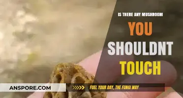 Toxic Touch: Mushrooms to Avoid and Why They're Dangerous