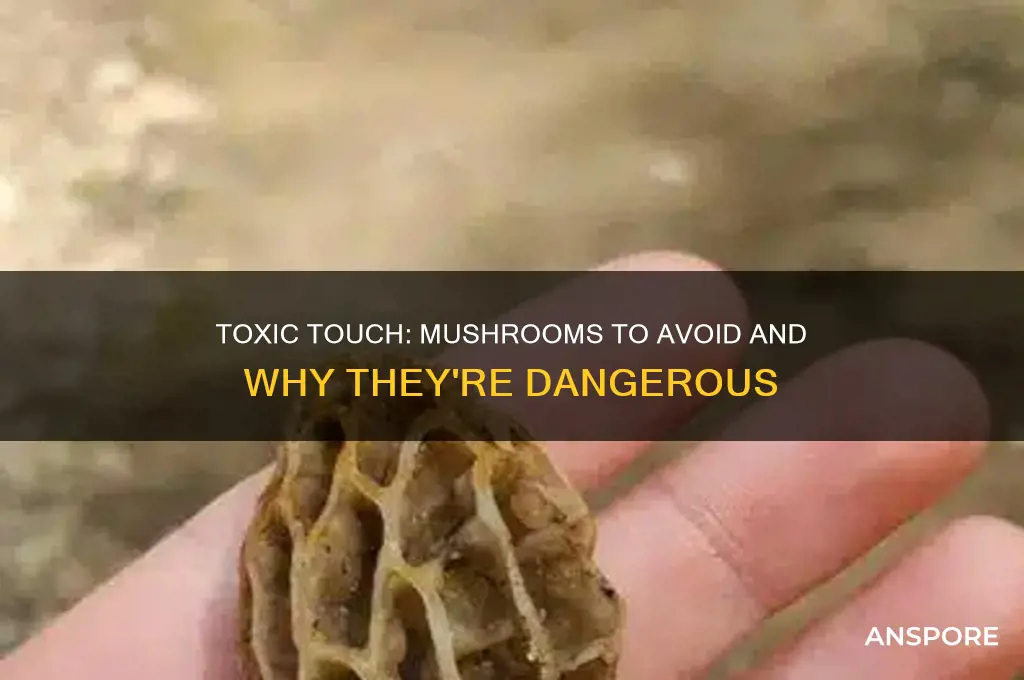 is there any mushroom you shouldnt touch