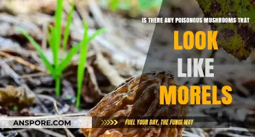 Poisonous Mushrooms Resembling Morels: How to Safely Identify and Avoid