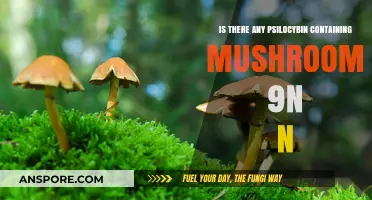 Exploring Psilocybin: Are There Magic Mushrooms in Nature?