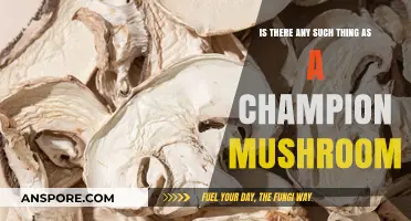 Champion Mushrooms: Myth or Reality? Exploring Fungal Supremacy