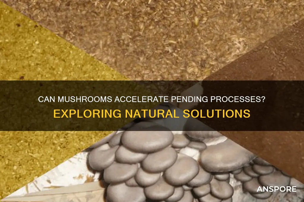 is there any way to speed up pending with mushrooms