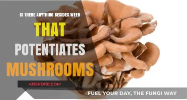 Enhancing Mushroom Effects: Exploring Alternatives to Weed for Potentiation