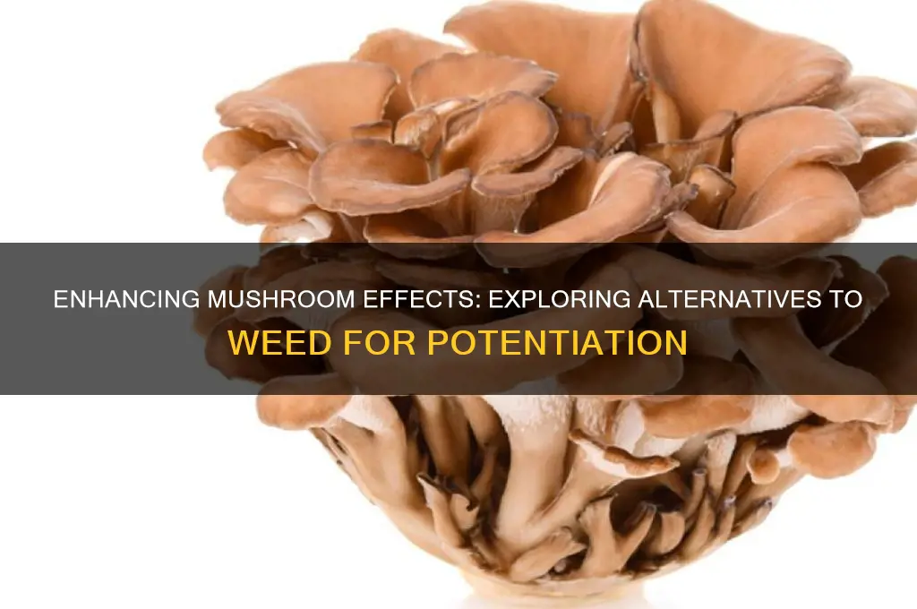 is there anything besides weed that potentiates mushrooms