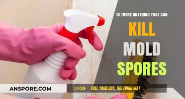 Effective Methods to Eliminate Mold Spores: What Really Works?