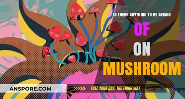 Exploring Mushroom Fears: Are Psychedelic Experiences Truly Something to Dread?