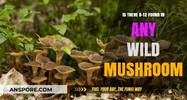 Exploring Wild Mushrooms: Uncovering the Truth About B-12 Content