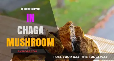 Exploring Chaga Mushroom's Copper Content: Facts and Health Implications