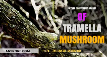 Exploring Tramella Mushroom Varieties: Do Grades Really Matter?
