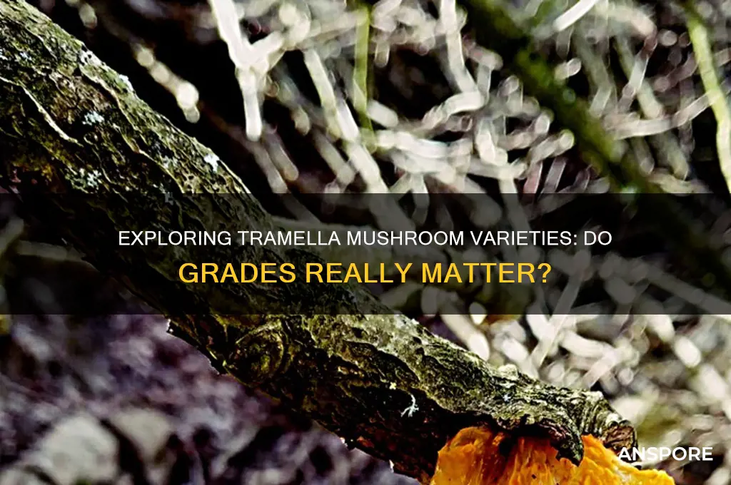 is there different grades of tramella mushroom