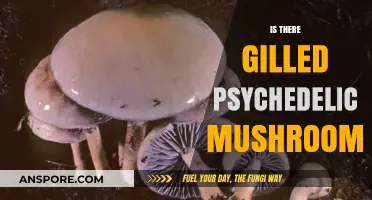 Gill-bearing Psychedelic Mushrooms: Do They Exist?