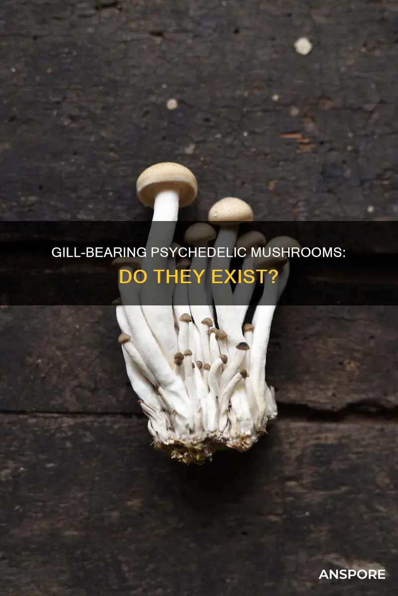 is there gilled psychedelic mushrooms