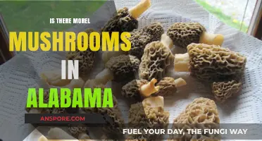 Exploring Alabama's Forests: Are Morel Mushrooms Hiding There?