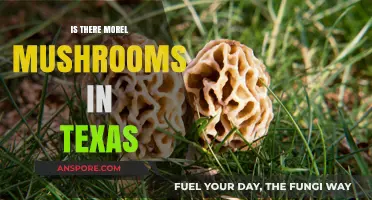 Exploring Texas Forests: Are Morel Mushrooms Hiding in the Lone Star State?