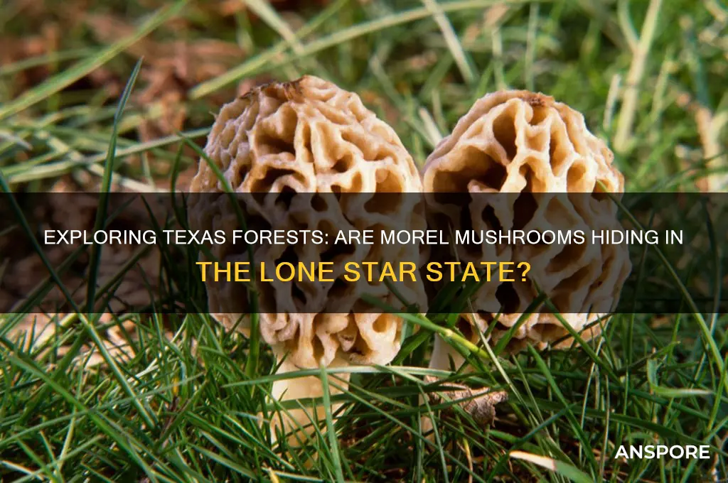 is there morel mushrooms in texas