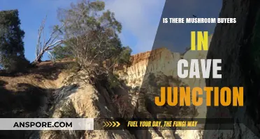 Exploring Cave Junction's Mushroom Market: Buyers and Opportunities