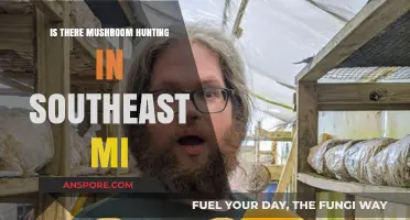 Exploring Southeast Michigan's Forests: A Guide to Mushroom Hunting Adventures