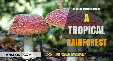 Exploring Tropical Rainforests: Unveiling the Presence of Mushrooms in Lush Ecosystems