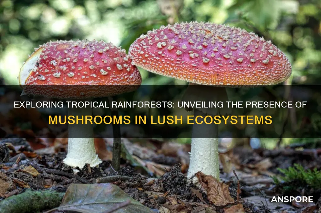 is there mushrooms in a tropical rainforest