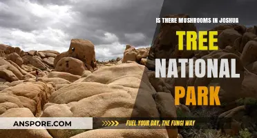 Exploring Joshua Tree: Uncovering the Presence of Mushrooms in the Park