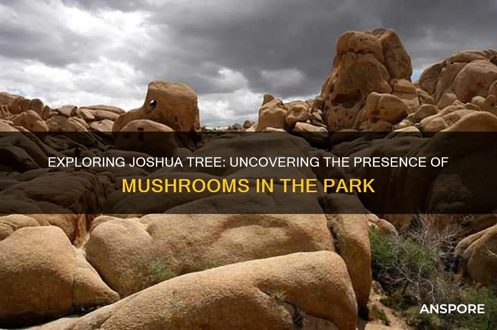 is there mushrooms in joshua tree national park