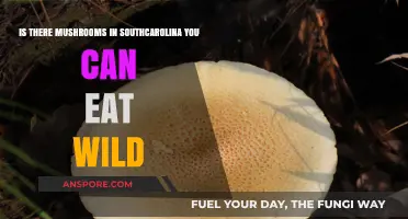 Exploring Edible Wild Mushrooms in South Carolina: A Forager's Guide