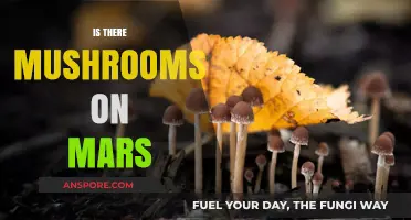 Mushrooms on Mars: The Search for Life