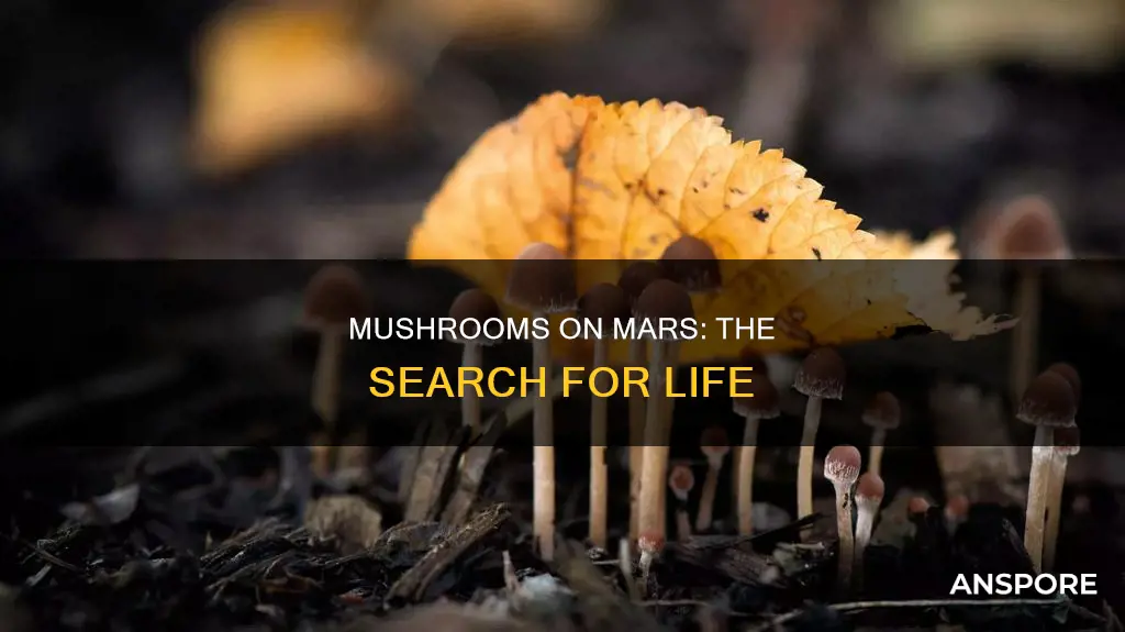 is there mushrooms on mars