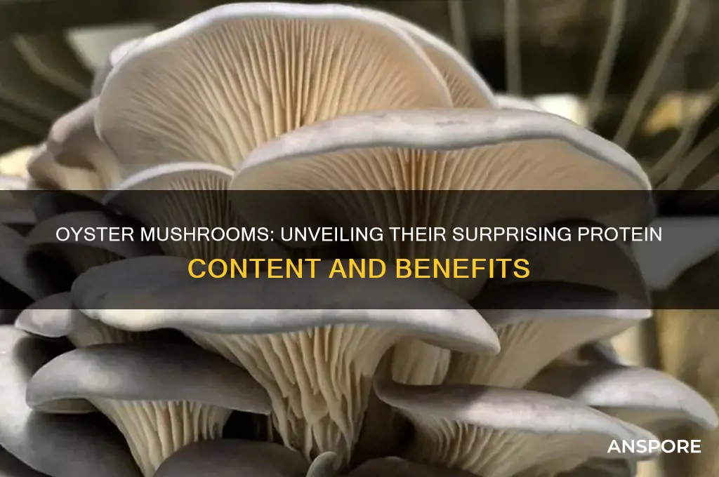 is there protein in oyster mushroom
