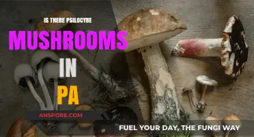 Exploring Pennsylvania's Forests: Are Psilocybe Mushrooms Present in PA?