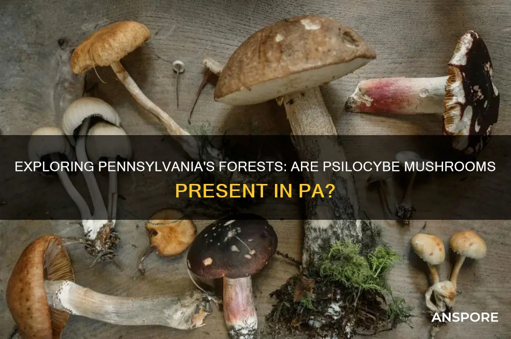 is there psilocybe mushrooms in pa