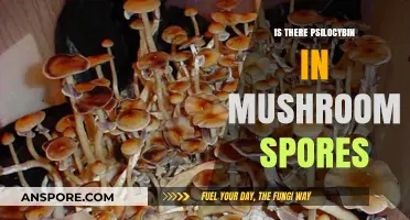 Do Mushroom Spores Contain Psilocybin? Unveiling the Truth