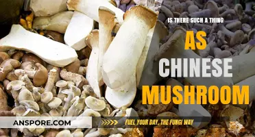 Exploring Chinese Mushrooms: Fact or Fiction in Fungal Folklore?