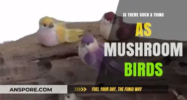 Mushroom Birds: Myth or Reality? Exploring Nature's Fungal Avian Connections