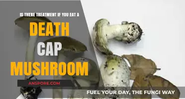 Death Cap Mushroom Poisoning: Treatment Options and Emergency Response