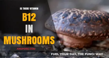 Do Mushrooms Contain Vitamin B12? Uncovering the Truth