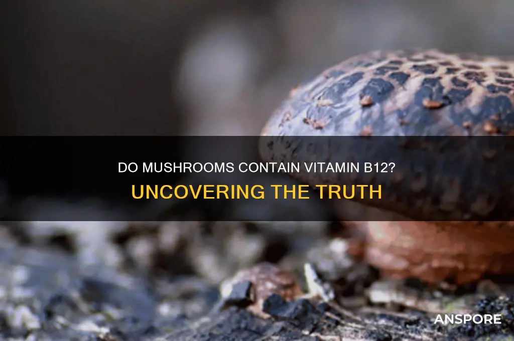 is there vitamin b12 in mushrooms