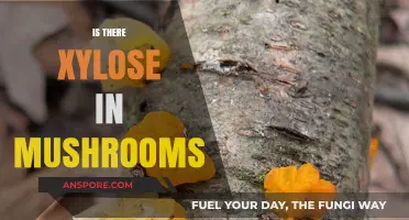 Xylose in Mushrooms: What's the Truth?