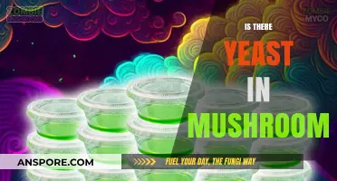Yeast in Mushrooms: What's the Deal?