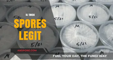 Is Thick Spores Legit? Uncovering the Truth Behind the Brand